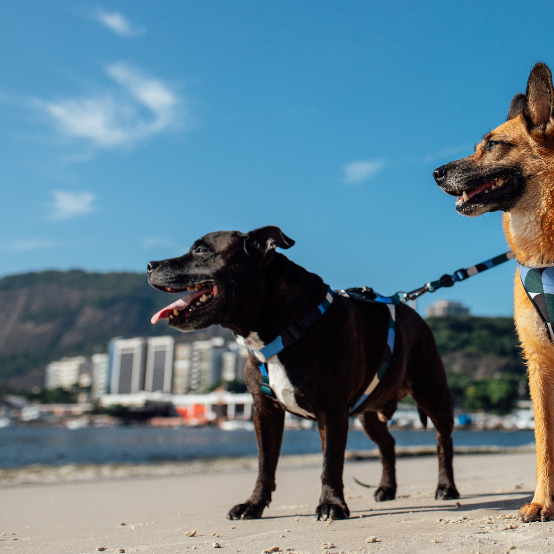 FreeFaro H Harness — Guanabara Collection