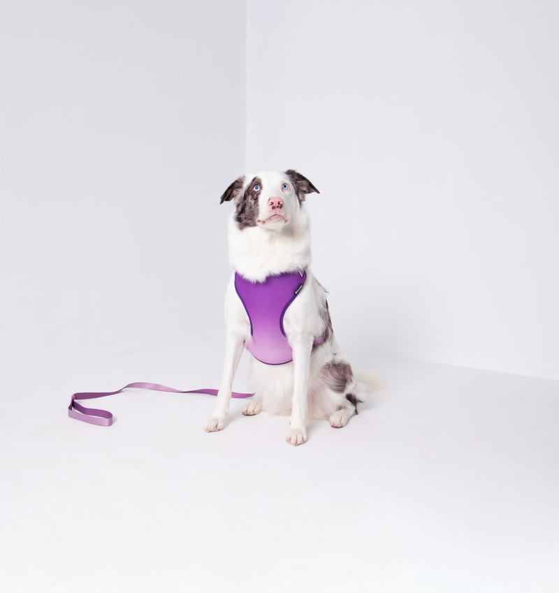 Lilac Collection