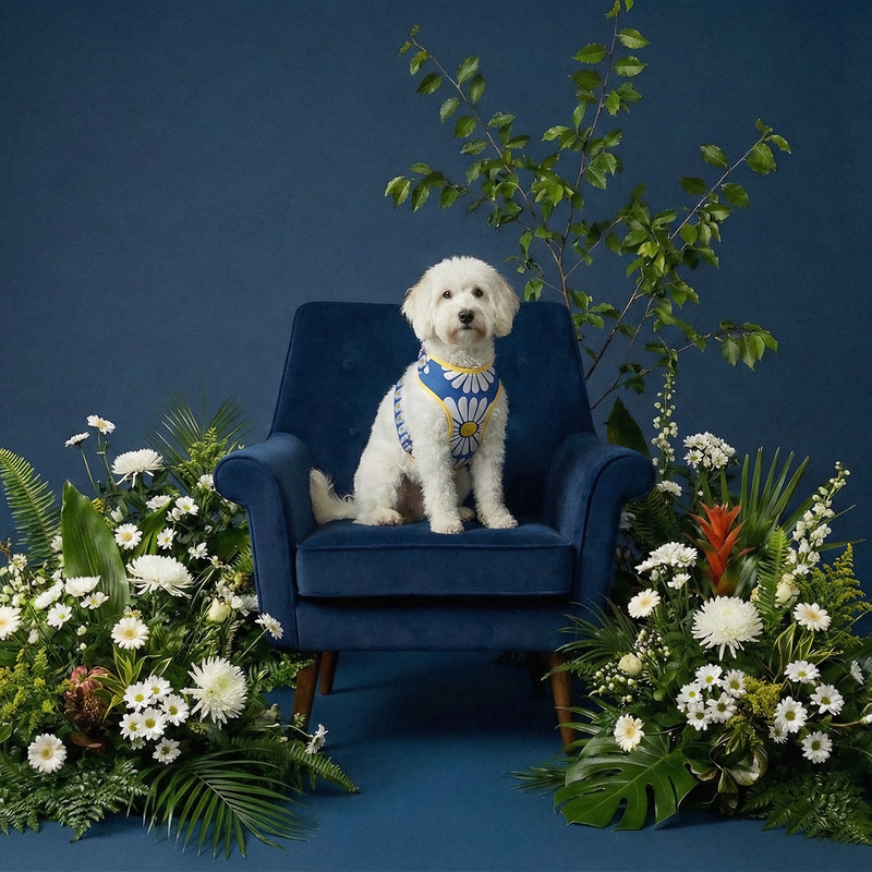 Margarida Collection
